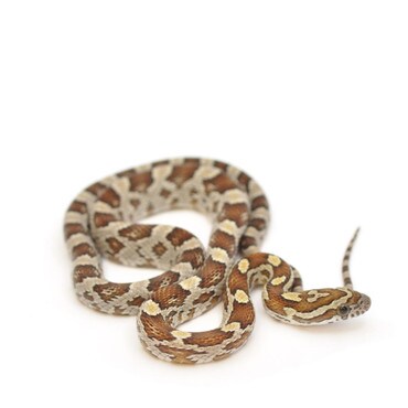 Caramel Corn Snake